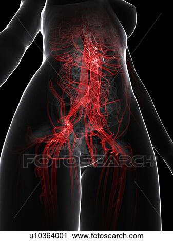Female vascular system, artwork View Large Illustration Clip Art - Female vascular system, artwork. Fotosearch