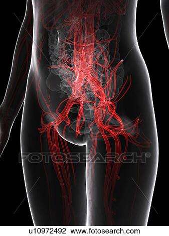Female vascular system, artwork View Large Illustration Drawing - Female vascular system, artwork. Fotosearch
