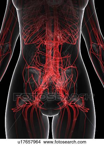 Stock Illustration - Female vascular system, artwork. Fotosearch