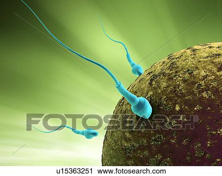 Fertilisation, artwork View Large Illustration Clip Art - Fertilisation, artwork. Fotosearch