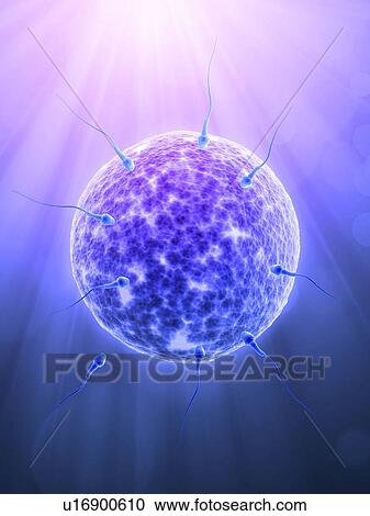 Clipart - Fertilisation, artwork. Fotosearch