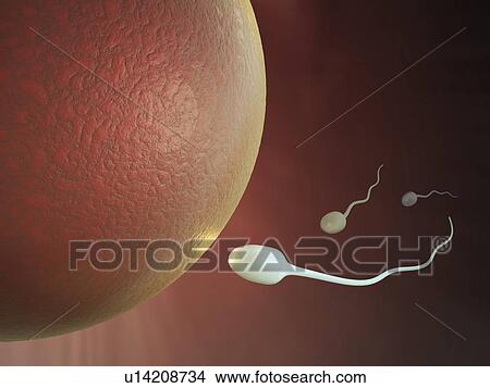Stock Illustration - Fertilisation, artwork. Fotosearch