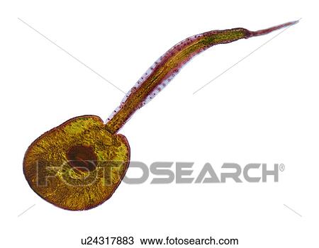 Drawing - Fluke larva, light micrograph. Fotosearch