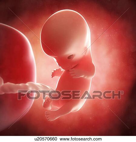 Foetus at 10 weeks, artwork View Large Illustration Clipart - Foetus at 10 weeks, artwork. Fotosearch