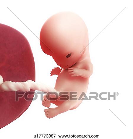 Foetus at 10 weeks, artwork View Large Illustration Stock Illustration - Foetus at 10 weeks, artwork. Fotosearch