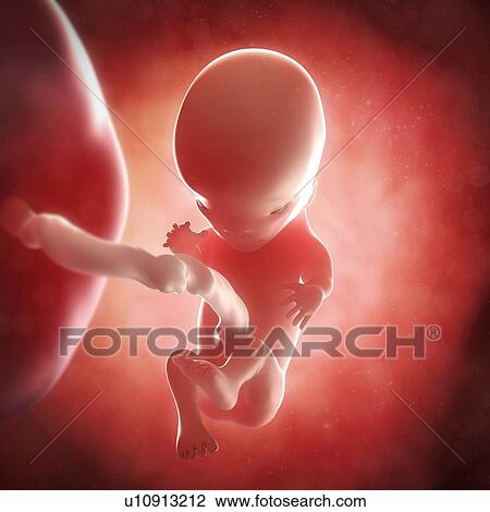 Foetus at 11 weeks, artwork View Large Illustration Drawing - Foetus at 11 weeks, artwork. Fotosearch