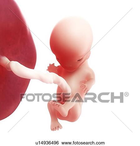 Foetus at 11 weeks, artwork View Large Illustration Stock Illustration - Foetus at 11 weeks, artwork. Fotosearch