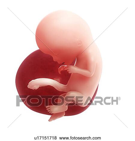 Foetus at 12 weeks, artwork View Large Illustration Stock Illustration - Foetus at 12 weeks, artwork. Fotosearch