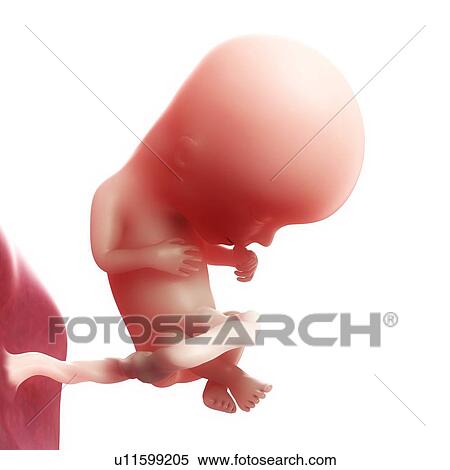 Foetus at 13 weeks, artwork View Large Illustration Stock Illustration - Foetus at 13 weeks, artwork. Fotosearch