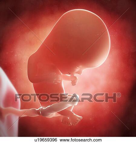 Stock Illustration - Foetus at 13 weeks, artwork. Fotosearch