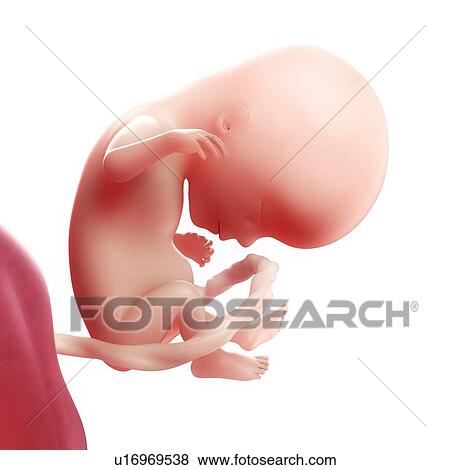 Foetus at 14 weeks, artwork View Large Illustration Stock Illustration - Foetus at 14 weeks, artwork. Fotosearch