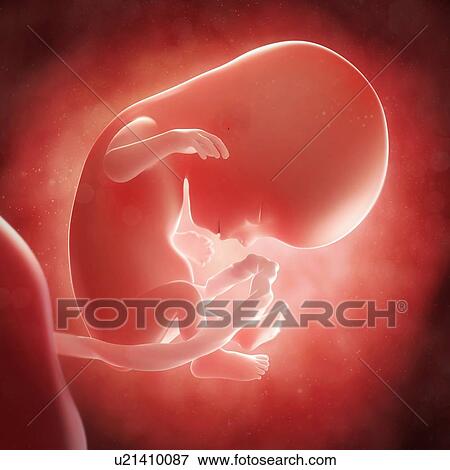 Foetus at 14 weeks, artwork View Large Illustration Stock Illustration - Foetus at 14 weeks, artwork. Fotosearch