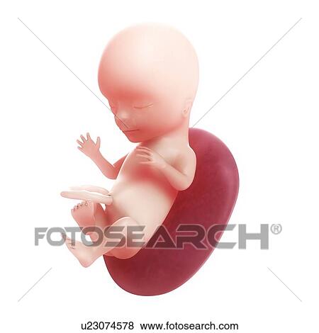 Stock Illustration - Foetus at 15 weeks, artwork. Fotosearch