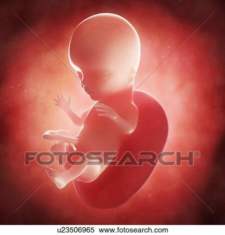 Foetus at 15 weeks, artwork View Large Illustration Stock Illustration - Foetus at 15 weeks, artwork. Fotosearch