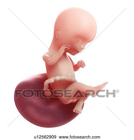 Stock Illustration - Foetus at 16 weeks, artwork. Fotosearch