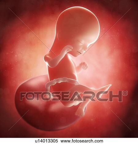 Foetus at 16 weeks, artwork View Large Illustration Stock Illustration - Foetus at 16 weeks, artwork. Fotosearch