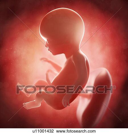 Drawing - Foetus at 17 weeks, artwork. Fotosearch