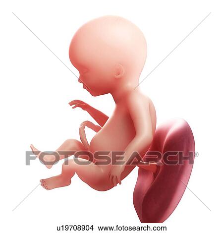 Stock Illustration - Foetus at 17 weeks, artwork. Fotosearch
