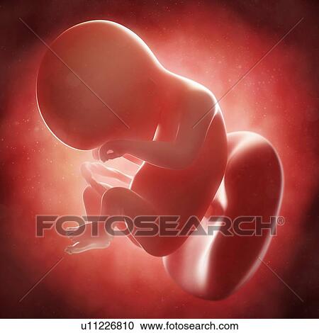 Foetus at 18 weeks, artwork View Large Illustration Clipart - Foetus at 18 weeks, artwork. Fotosearch