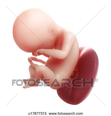 Foetus at 18 weeks, artwork View Large Illustration Stock Illustration - Foetus at 18 weeks, artwork. Fotosearch