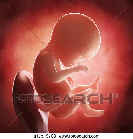 Drawing - Foetus at 19 weeks, artwork. Fotosearch