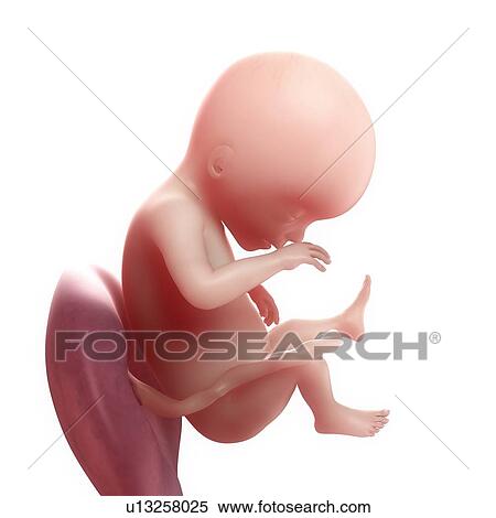 Foetus at 19 weeks, artwork View Large Illustration Stock Illustration - Foetus at 19 weeks, artwork. Fotosearch