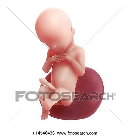 Foetus at 20 weeks, artwork View Large Illustration Drawing - Foetus at 20 weeks, artwork. Fotosearch