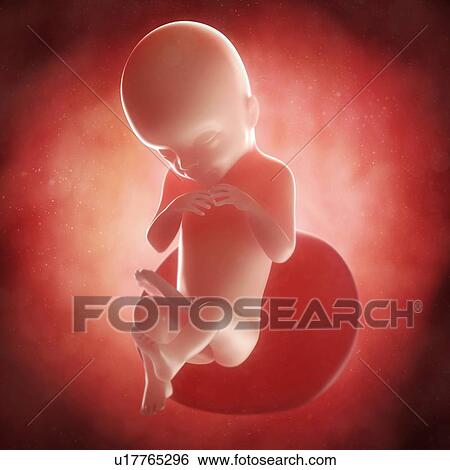 Stock Illustration - Foetus at 20 weeks, artwork. Fotosearch