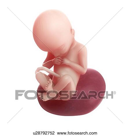 Foetus at 21 weeks, artwork View Large Illustration Drawing - Foetus at 21 weeks, artwork. Fotosearch