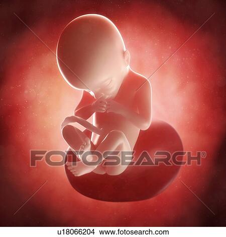 Stock Illustration - Foetus at 21 weeks, artwork. Fotosearch