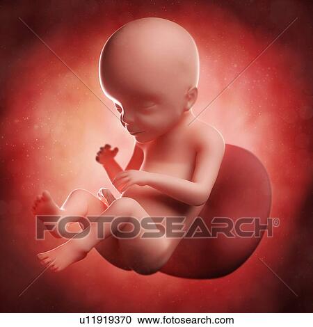 Clipart - Foetus at 23 weeks, artwork. Fotosearch