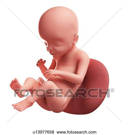 Foetus at 23 weeks, artwork View Large Illustration Stock Illustration - Foetus at 23 weeks, artwork. Fotosearch