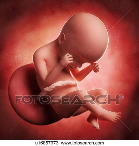 Drawing - Foetus at 24 weeks, artwork. Fotosearch