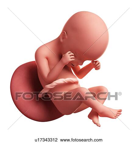Drawing - Foetus at 24 weeks, artwork. Fotosearch