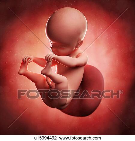 Foetus at 25 weeks, artwork View Large Illustration Drawing - Foetus at 25 weeks, artwork. Fotosearch