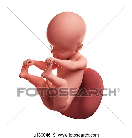 Stock Illustration - Foetus at 25 weeks, artwork. Fotosearch