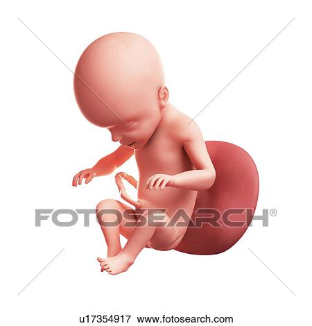 Stock Illustration - Foetus at 26 weeks, artwork. Fotosearch
