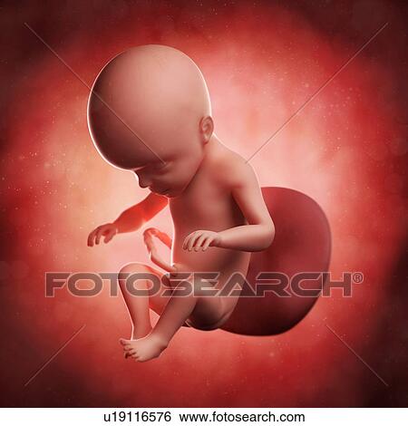 Foetus at 26 weeks, artwork View Large Illustration Stock Illustration - Foetus at 26 weeks, artwork. Fotosearch
