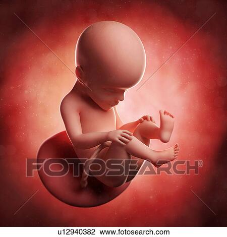 Foetus at 27 weeks, artwork View Large Illustration Drawing - Foetus at 27 weeks, artwork. Fotosearch