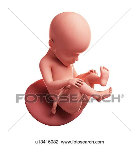 Foetus at 27 weeks, artwork View Large Illustration Drawing - Foetus at 27 weeks, artwork. Fotosearch