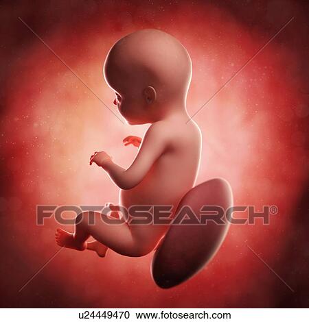Foetus at 28 weeks, artwork View Large Illustration Clipart - Foetus at 28 weeks, artwork. Fotosearch
