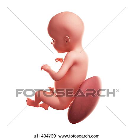 Foetus at 28 weeks, artwork View Large Illustration Stock Illustration - Foetus at 28 weeks, artwork. Fotosearch