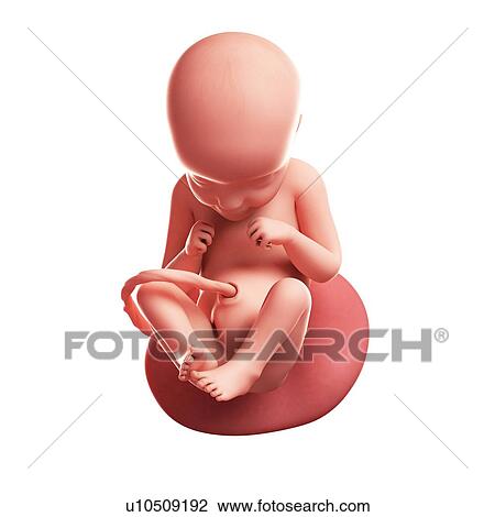 Foetus at 29 weeks, artwork View Large Illustration Drawing - Foetus at 29 weeks, artwork. Fotosearch