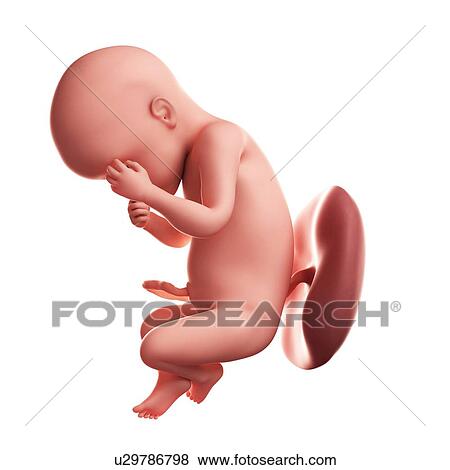Foetus at 30 weeks, artwork View Large Illustration Stock Illustration - Foetus at 30 weeks, artwork. Fotosearch
