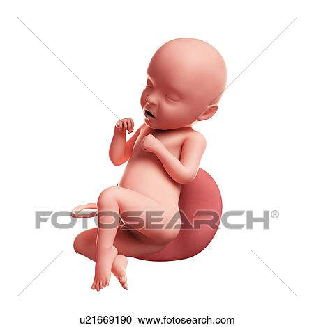 Foetus at 31 weeks, artwork View Large Illustration Clipart - Foetus at 31 weeks, artwork. Fotosearch