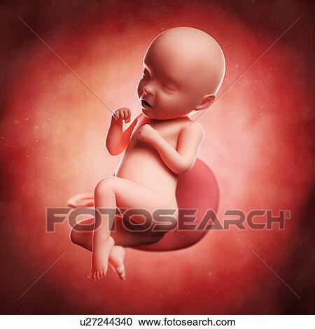 Clipart - Foetus at 31 weeks, artwork. Fotosearch