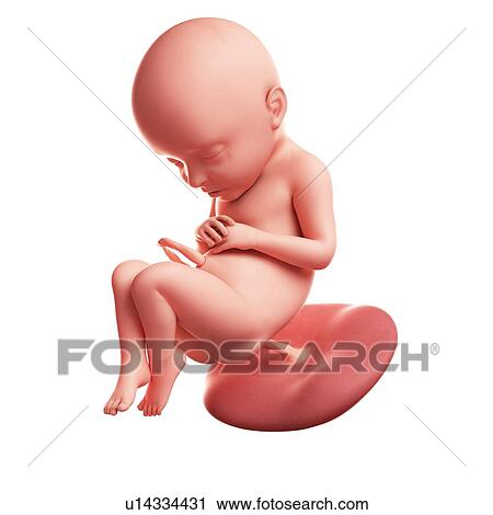 Foetus at 32 weeks, artwork View Large Illustration Clip Art - Foetus at 32 weeks, artwork. Fotosearch