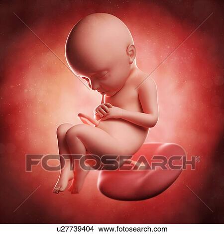 Foetus at 32 weeks, artwork View Large Illustration Stock Illustration - Foetus at 32 weeks, artwork. Fotosearch