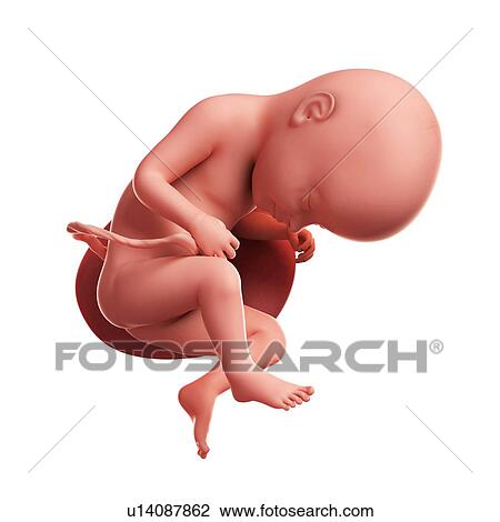Foetus at 33 weeks, artwork View Large Illustration Drawing - Foetus at 33 weeks, artwork. Fotosearch