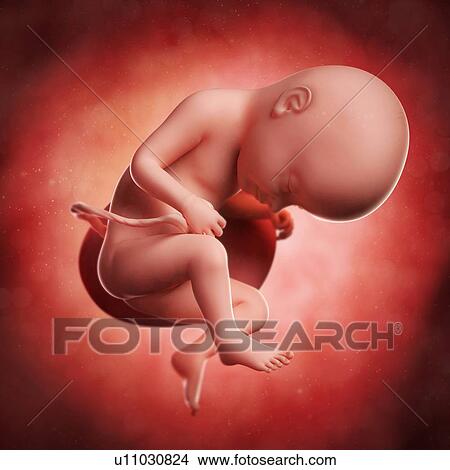 Foetus at 33 weeks, artwork View Large Illustration Stock Illustration - Foetus at 33 weeks, artwork. Fotosearch